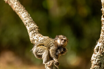 Alert Tití Monkey in Brazilian Park
