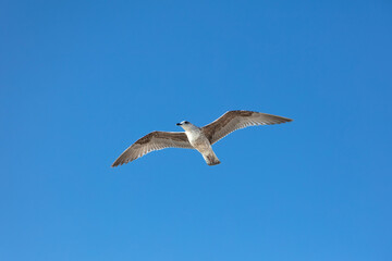 A seagull gracefully soars through a clear blue sky with its wings fully extended. Captured in mid-flight, this image conveys freedom, nature, and the beauty of wildlife in motion.