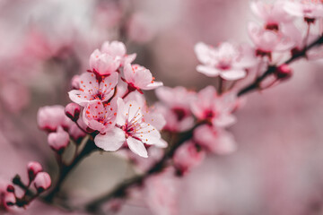 Śliwa wiśniowa Pissardi (Sakura), różowe kwiaty, wiosenne tło, tapeta, motyw kwiatowy © anettastar