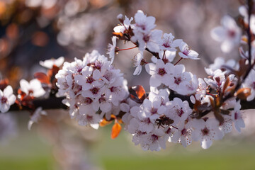 Białe kwiaty śliwy wiśniowej "Hessei" (Prunus cerasifera), wiosenne tło, tapeta, motyw kwiatowy © anettastar