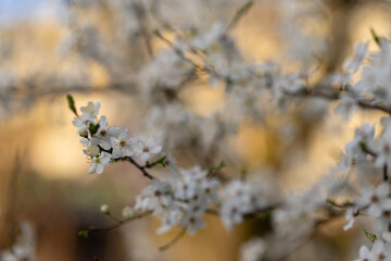 Śliwa tarnina (Prunus spinosa L.), wiosenne tło, tapeta, motyw w kwiaty