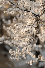 Śliwa tarnina (Prunus spinosa L.), wiosenne tło, tapeta, motyw w kwiaty