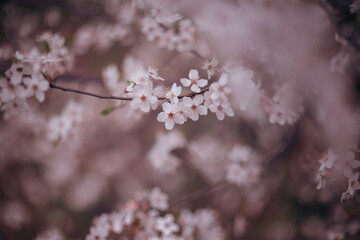 Śliwa tarnina (Prunus spinosa L.), wiosenne tło, tapeta, motyw w kwiaty