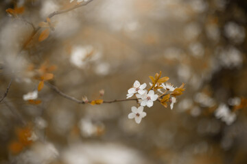 Śliwa tarnina (Prunus spinosa L.), wiosenne tło, tapeta, motyw w kwiaty
