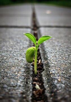 Seed sprouting through cracks in a concrete sidewalk. Macro photography style. Hopeful and resilient mood