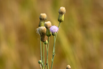 Grow purple flowers of Serratula Lycopifolia plant in nature, selective focus