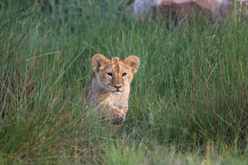 Naklejka premium Lion cub walking through the tall grass