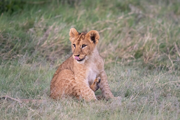 Close up on a lion cub in the grass
