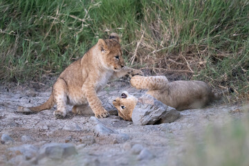 Two young lion cubs playing