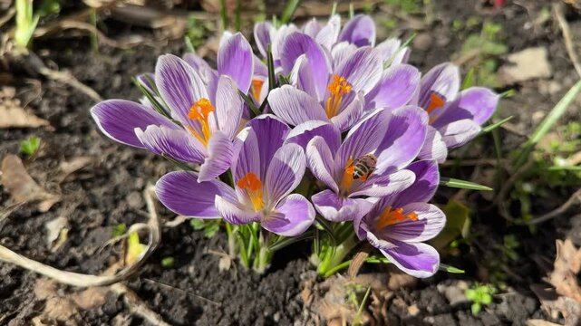 Bush of blooming purple Crocus vernus at spring sunny day