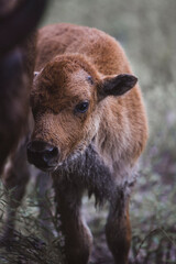 Fototapeta premium baby buffalo calf in the field
