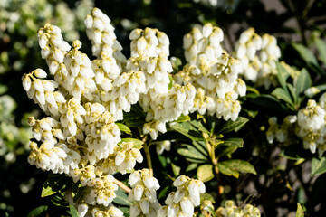 Die weißen Blüten der Lavendelheide Pieris japonica