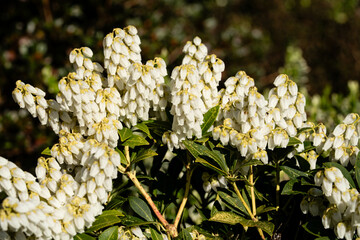 Die weißen Blüten der Lavendelheide Pieris japonica
