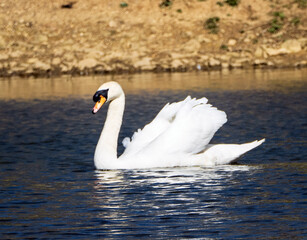 swans on the lake