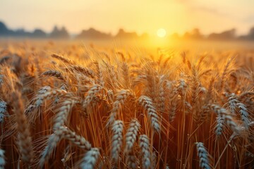 Close-up photo of a yellow ears of wheat in a rays of a morning sun on an agricultural field. Close-up shot of bright yellow wheat ears reflecting the warm rays of the morning sun.