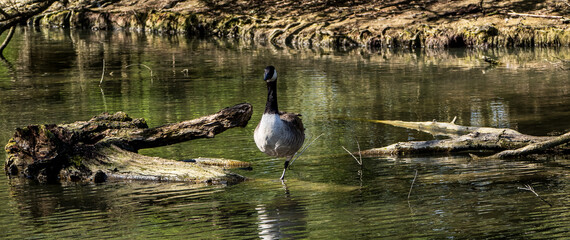 Canada Goose