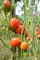 Tomatoes are grown in the open ground