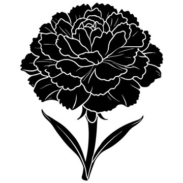 black carnation flower silhouette on white clip art preview