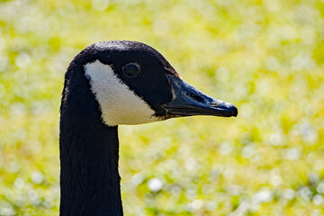 portrait of a goose