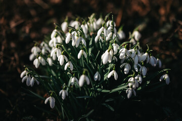Fototapete bei efototapeten.de bestellen   