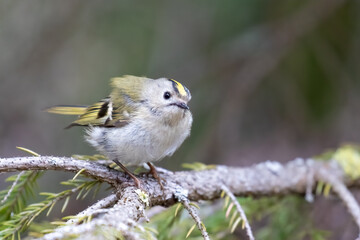Obraz premium Goldcrest 