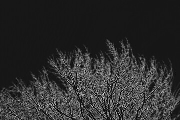 Silhouetted tree branches forming a chaotic, yet mesmerizing pattern against a moody gradient sky. Ideal for album art, posters, or symbolic nature graphics.