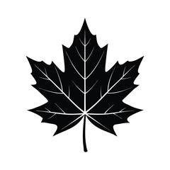 Natural maple leaf silhouette vector art illustration