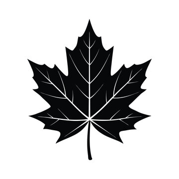 Natural maple leaf silhouette vector art illustration