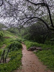 Picture representing the Trek Trial among the Aravalli Mountains offering serene views and rocky paths somewhere in Delhi, India