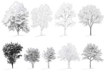An array of monochrome trees, a detailed drawing showcasing the diverse shapes, textures, and silhouettes of various tree species. An artistic exploration of the natural world.
