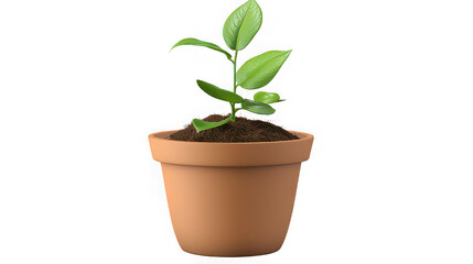 Fototapeta premium green plant in a pot