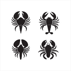 black and white spider