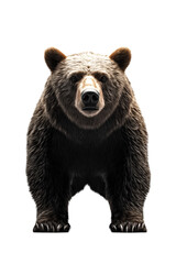 Fototapeta premium Front view of a brown bear standing on Png Format and Transparent Background