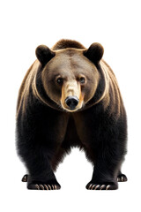 Fototapeta premium Front view of a brown bear standing on Png Format and Transparent Background