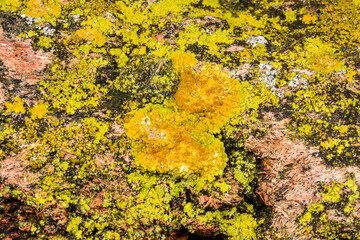 Caloplaca verruculifera and other types of crustose lichens on a concrete wall of a pier near the...