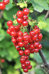 On the bush berries are ripe red currant