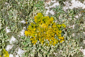 Xanthoria parietina and other crustose lichens on a concrete pier wall near the Black Sea, Odessa