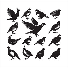Obraz premium set of vector birds
