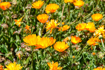 Pot Marigold or Calendula in Mt.Solis summit Atok Benguet.