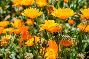 Pot Marigold or Calendula in Mt.Solis summit Atok Benguet.