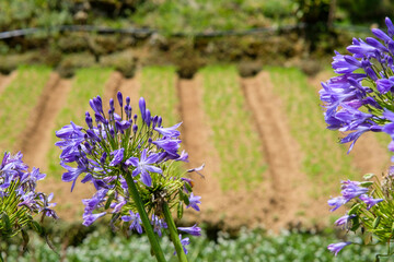 Purple African Lily in Sakura Park Atok Benguet.