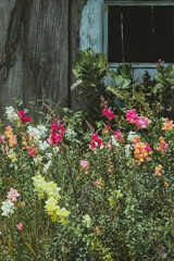Snapdragon flowers in Sakura Park Atok Benguet.