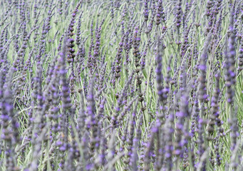 English lavender in Sakura Park Atok Benguet.