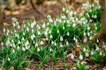 Galanthus nivalis - early blooming spring flowers, primroses - ephemerides, Ukraine