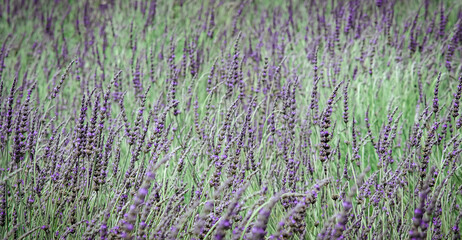 English lavender in Sakura Park Atok Benguet.