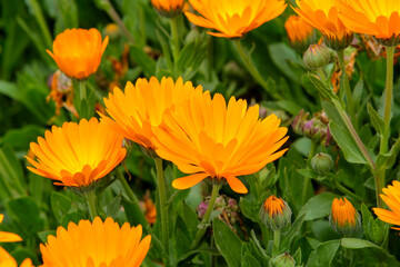 Pot Marigold or Calendula in Sakura Park Atok Benguet.