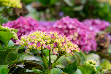 Pink hydrangeas in Sakura Park Atok Benguet.