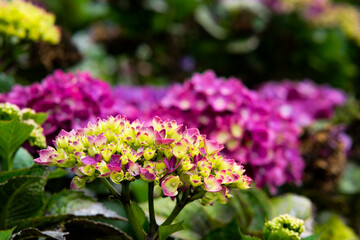 Pink hydrangeas in Sakura Park Atok Benguet.