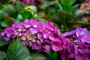Pink hydrangeas in Sakura Park Atok Benguet.