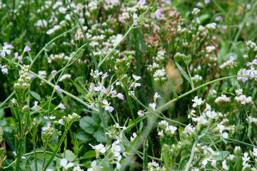 Tail-pod radish plant in Sakura Park Atok Benguet.